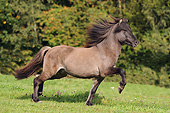 HOR 03 SS0041 01
Icelandic Horse Galloping Through Field