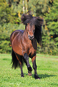 HOR 03 SS0042 01
Bay Icelandic Horse Galloping Through Field