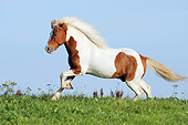 HOR 03 SS0043 01
Icelandic Horse Galloping Through Field