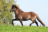 HOR 03 SS0044 01
Icelandic Horse Trotting Through Field