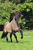 HOR 03 SS0045 01
Icelandic Horse Galloping Through Field