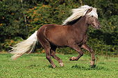 HOR 03 SS0046 01
Icelandic Horse Galloping Through Field