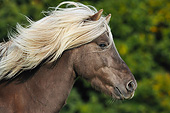 HOR 03 SS0047 01
Head Shot Of Icelandic Horse Profile