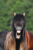 HOR 03 SS0048 01
Head Shot Of Icelandic Horse Neighing