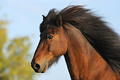 HOR 03 SS0049 01
Head Shot Of Icelandic Horse Profile
