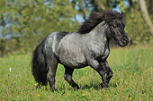 HOR 03 SS0051 01
Black Miniature Shetland Pony Walking In Meadow
