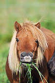 HOR 03 SS0052 01
Close-Up Of Flaxen Chestnut Miniature Shetland Pony Eating Grass