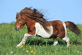 HOR 03 SS0053 01
Miniature Shetland Pony Galloping In Spring Meadow