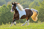 HOR 03 SS0054 01
Irish Tinker Pony Galloping Through Field