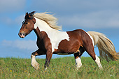 HOR 03 SS0055 01
Irish Tinker Pony Walking Through Field