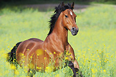 HOR 03 SS0058 01
German Riding Pony Mare Galloping Through Spring Meadow