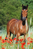 HOR 03 SS0059 01
German Riding Pony Mare Standing In Spring Meadow