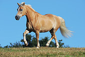 HOR 03 SS0060 01
Haflinger Gelding Trotting In Summer Pasture