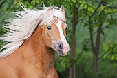 HOR 03 SS0061 01
Head Shot Of Haflinger Stallion