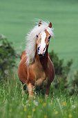 HOR 03 SS0062 01
Portrait Of Haflinger Colt Standing In Spring Meadow