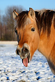 HOR 03 KH0003 01
Head Shot Of Norwegian Fjord Yawning