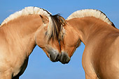 HOR 03 KH0004 01
Close-Up Of Two Norwegian Fjords Nuzzling