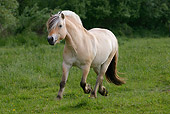 HOR 03 KH0005 01
Norwegian Fjord Trotting In Field