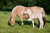 HOR 03 KH0006 01
Norwegian Fjord Mare And Foal Standing In Field