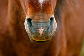 HOR 03 KH0007 01Close-Up Of Skyros Pony's Nose