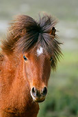 HOR 03 KH0008 01
Head Shot Of Skyros Pony