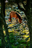 HOR 03 KH0009 01
Skyros Pony Grazing Among Rocks By Trees