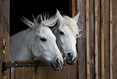 HOR 03 KH0010 01
Head Shot Of Two Welsh Ponies Looking Out Stall Door