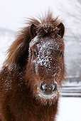 HOR 03 KH0011 01
Head Shot Of Shetland Pony In Snow