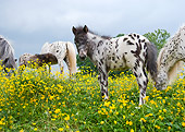 HOR 03 MB0002 01
Miniature Horse Mares And Foals Standing In Field Of Yellow Flowers