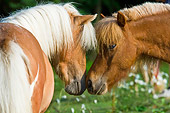 HOR 03 MB0003 01
Two Miniature Horses Nuzzling In Pasture