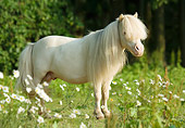 HOR 03 MB0006 01
Cremello Miniature Horse Stallion Standing In Field Of White Wildflowers