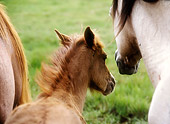 HOR 03 MB0008 01
Close-Up Of Assateague Pony Foal And Mare Standing In Field