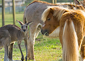 HOR 03 MB0009 01
Miniature Horse Standing In Pasture With Kangaroo