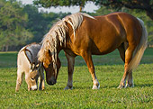 HOR 03 MB0010 01
Haflinger Mare And Miniature Donkey Grazing In Pasture