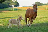 HOR 03 MB0011 01
Haflinger Mare And Miniature Donkey Cantering In Pasture