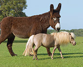 HOR 03 MB0014 01
Miniature Horse And Poitou Donkey Walking In Pasture
