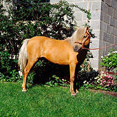 HOR 03 RS0002 01
Shetland Pony Gelding On Grass