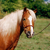 HOR 03 RS0003 01
Close Up Of Shetland Pony Mare