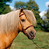 HOR 03 RS0004 02
Head Shot Of Shetland Pony Gelding