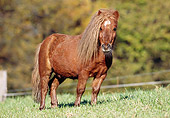 HOR 03 SS0014 01
Flaxen Chestnut Miniature Shetland Pony Standing In Pasture