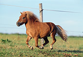 HOR 03 SS0015 01
Flaxen Chestnut Miniature Shetland Pony Galloping In Pasture
