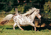 HOR 03 SS0016 01
Spotted Miniature Shetland Pony Cantering In Pasture