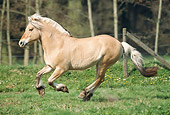 HOR 03 SS0017 01
Norwegian Fjord Cantering In Pasture