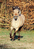 HOR 03 SS0018 01
Norwegian Fjord Trotting In Pasture