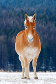 HOR 04 KH0001 01
Mule Standing In Snowy Pasture