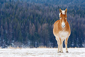 HOR 04 KH0002 01
Mule Standing In Snowy Pasture