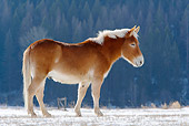 HOR 04 KH0003 01
Mule Standing In Snowy Pasture