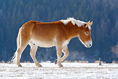 HOR 04 KH0004 01
Mule Walking In Snowy Pasture