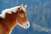 HOR 04 KH0005 01
Head Shot Of Mule Standing In Snowy Pasture