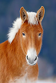 HOR 04 KH0006 01
Head Shot Of Mule Standing In Snowy Pasture